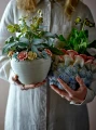 82063090_BLOOMINGVILLE DONICZKA EANNA